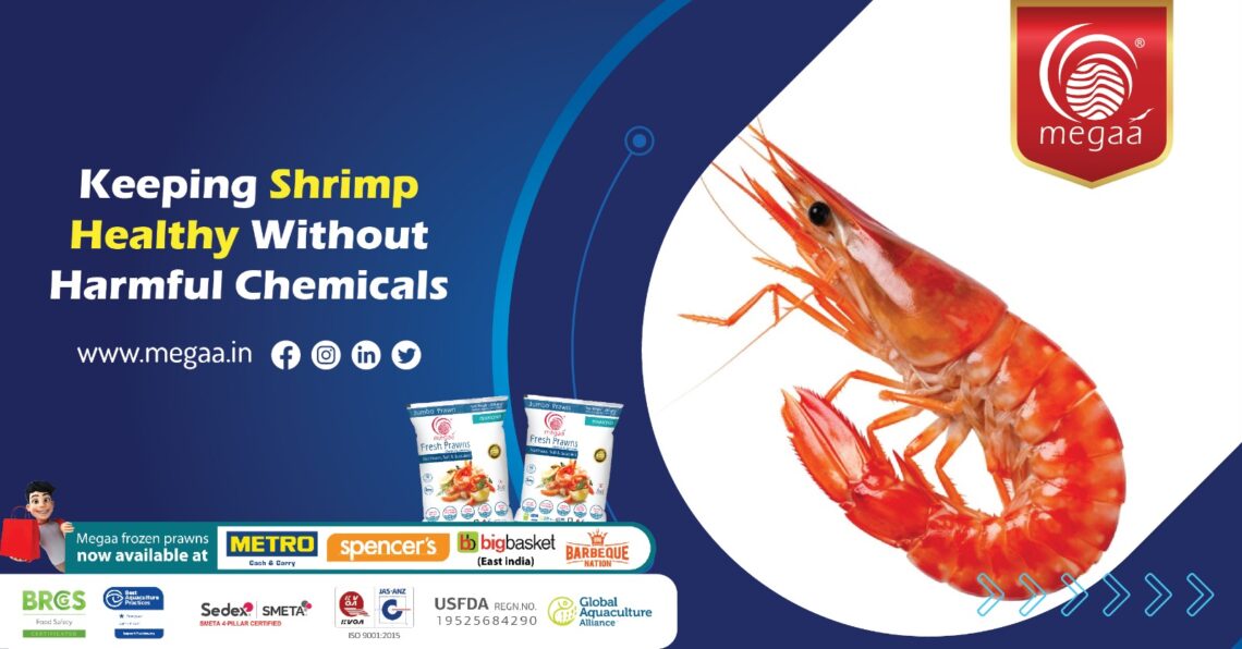 Keeping Shrimp Healthy Without Harmful Chemicals