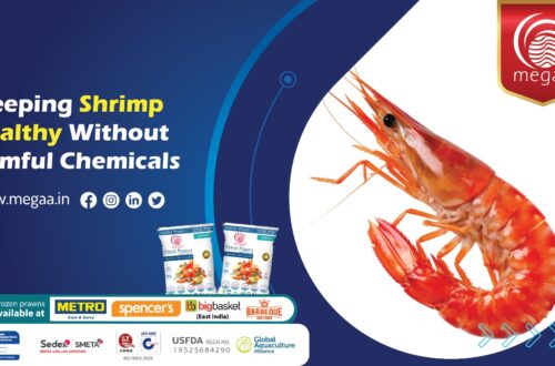 Keeping Shrimp Healthy Without Harmful Chemicals